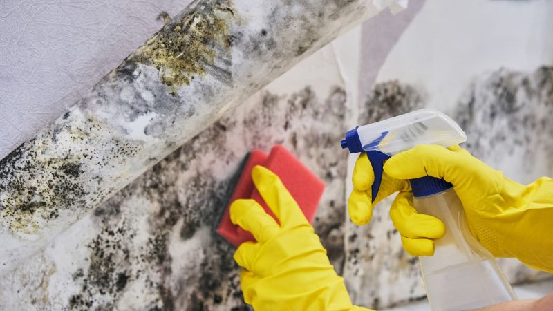Attic Mold Remediation in Essex County, NJ
