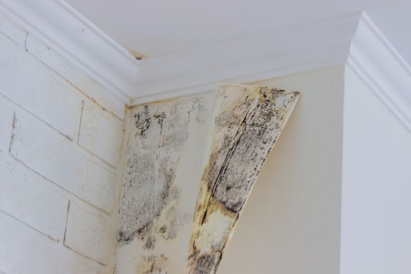 Basement Mold Remediation in West Palm Beach, FL
