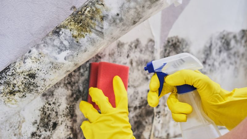 Mold Treatment Service in Frisco, TX
